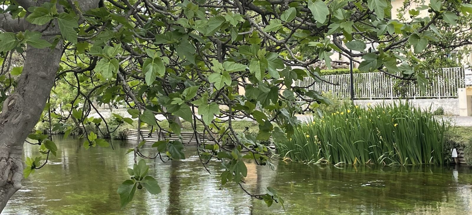 L'Isle-sur-la-Sorgue rivière et flore