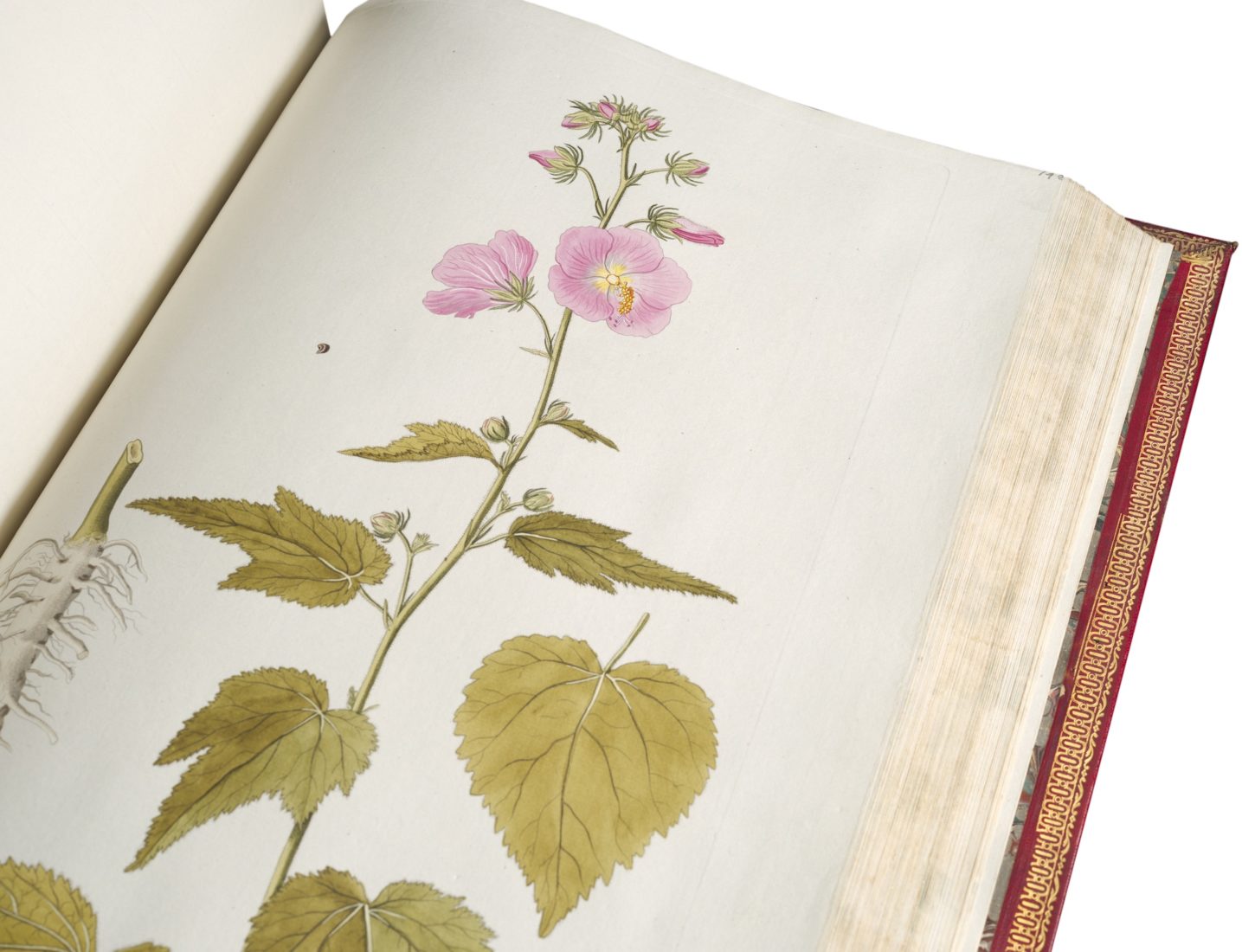 Bodmer Jacquin - Plantarum Rariorum - 1781