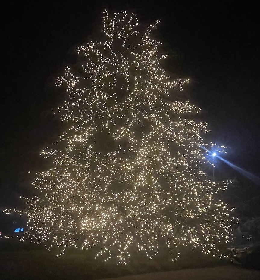 Trélex Rémy Jaggi sapin brillant