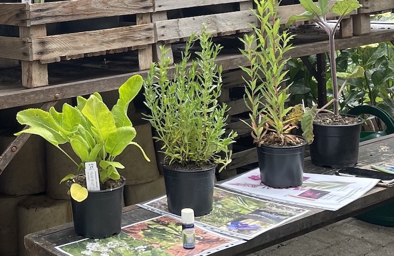 Remy Jaggi : plantes médicinales présentée par Florence Vez
