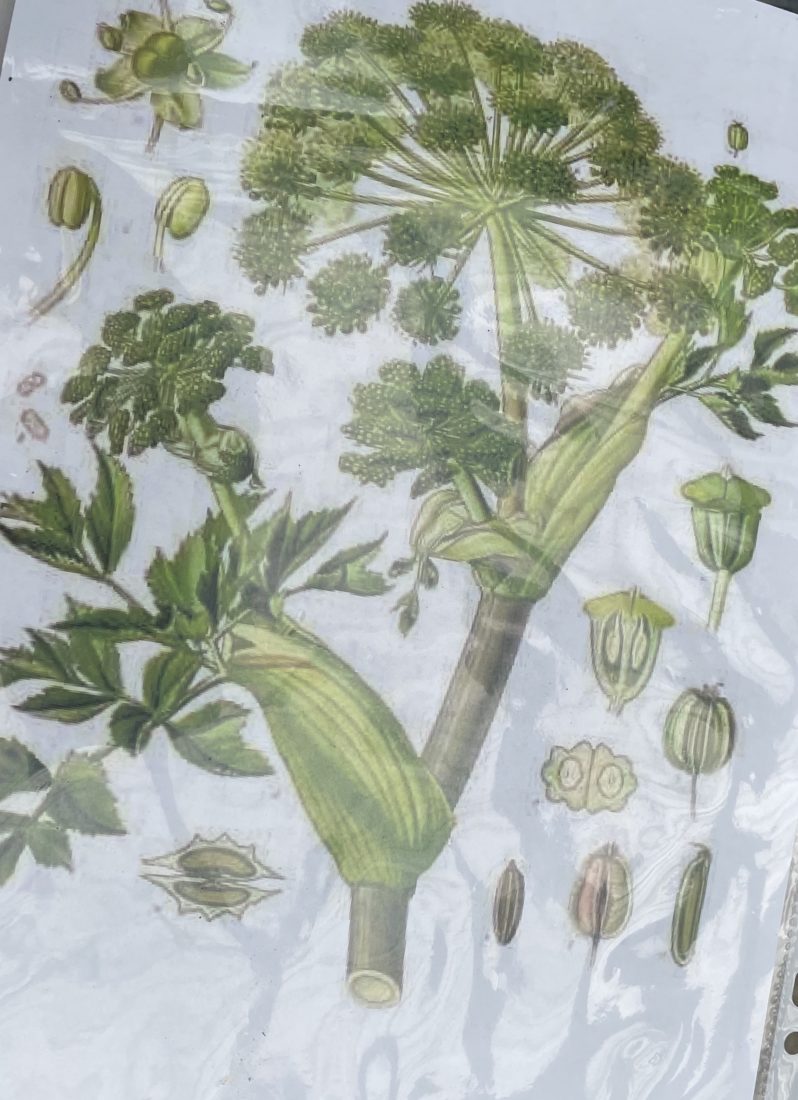 l'angélique, plante médicinale