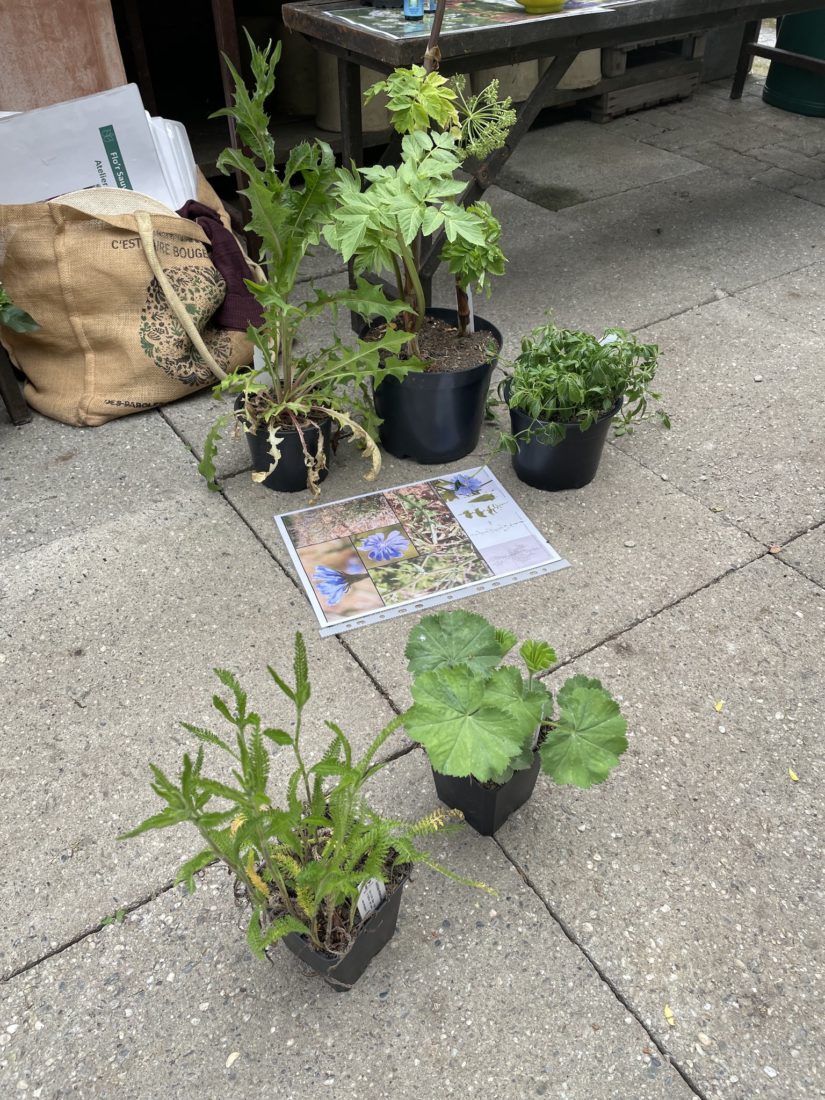 Remy Jaggi : plantes médicinales