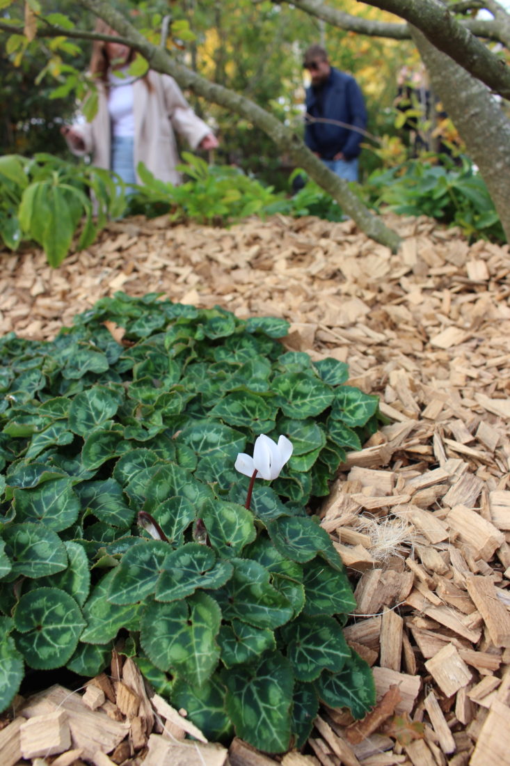 Jardin Éphémère Nancy 2025 Sous-bois