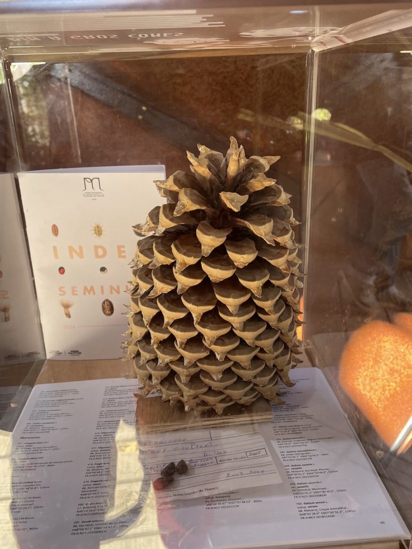 pin à gros cônes