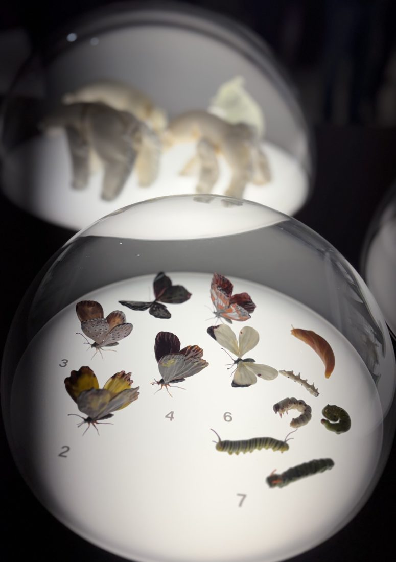 mudac Lausanne collection Pierre Rosenberg papillons chemnilles