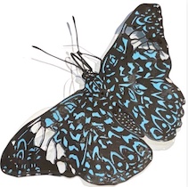 papillon Emmanuel Fornage