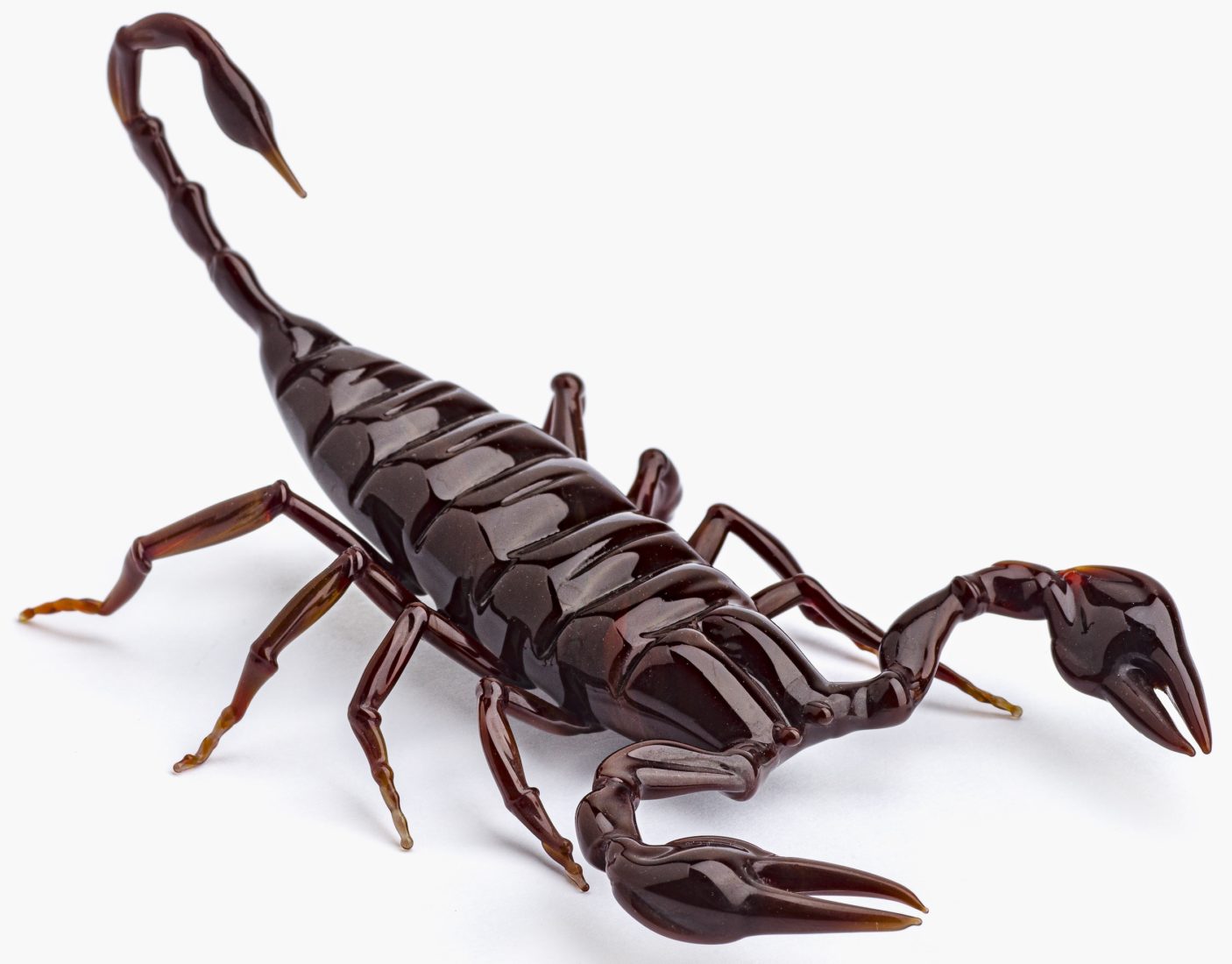 mudac Lausanne collection Pierre Rosenberg scorpion