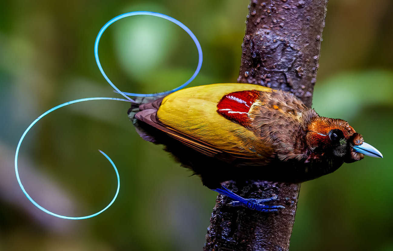 Paradisier magnifique (Diphyllodes magnificus),