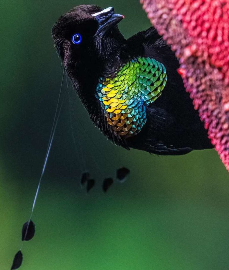 Paradisier de Lawes (Parotia lawesii),