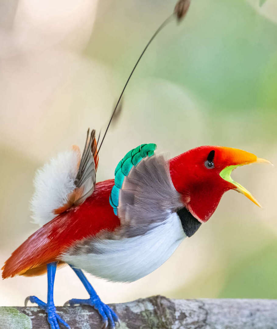 Paradisier royal (Cicinnnurus regius ),