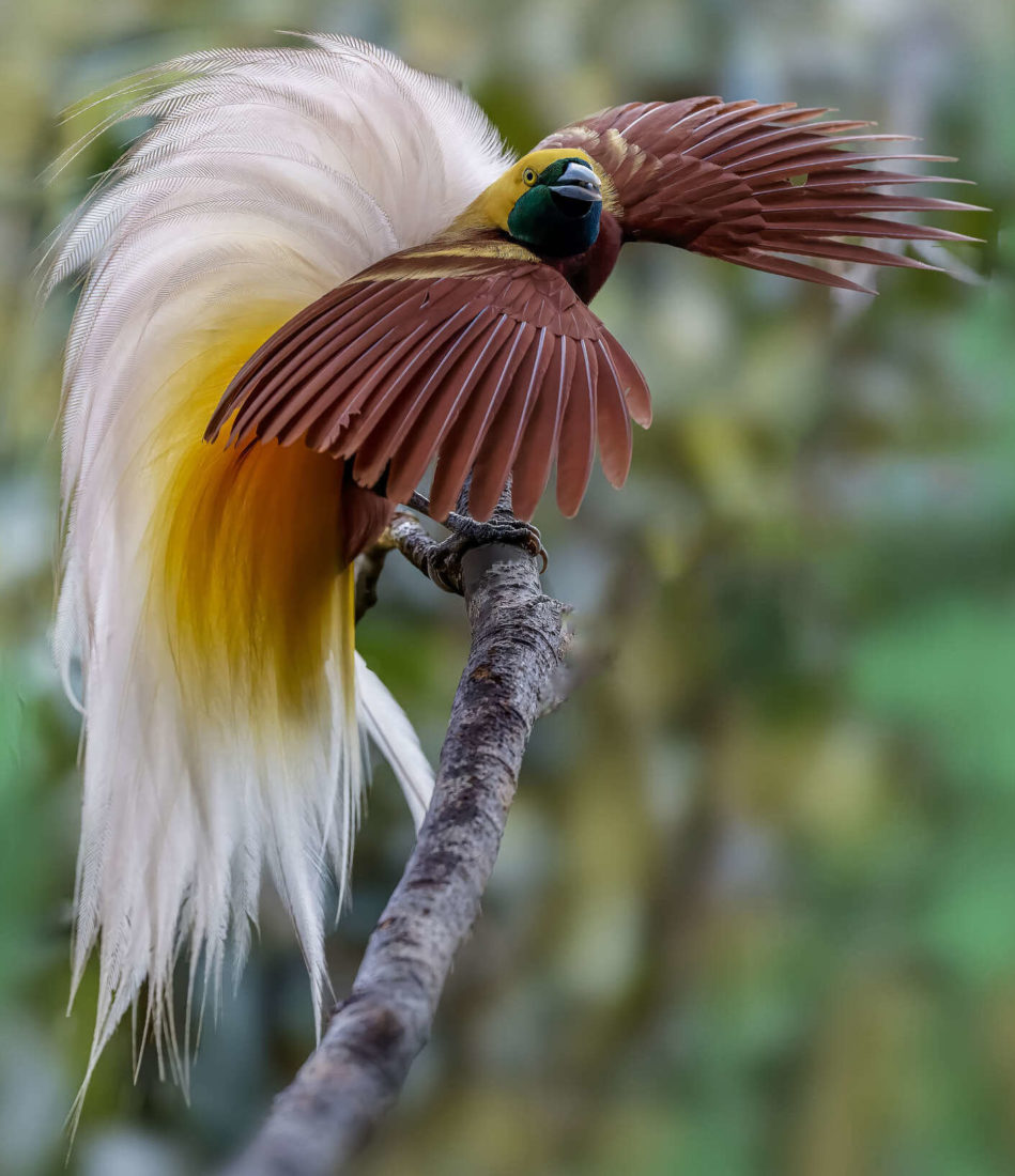 Paradisier grand-émeraude (Paradisaea apoda),
