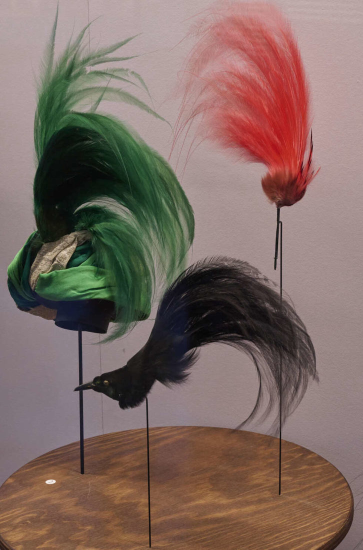 Plumes. Vue de l'exposition "Plumes du paradis"