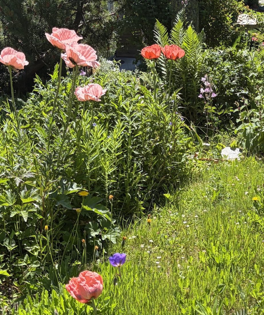 Les Frasserands hameau fleuri