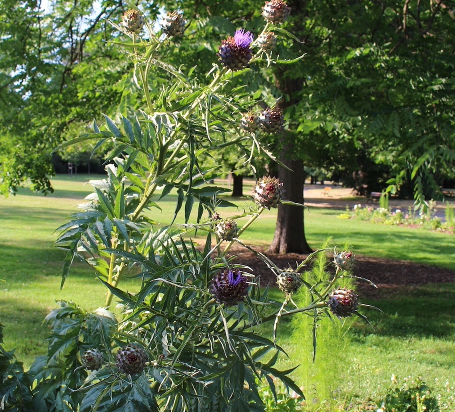 Vichy plante parc napoléon