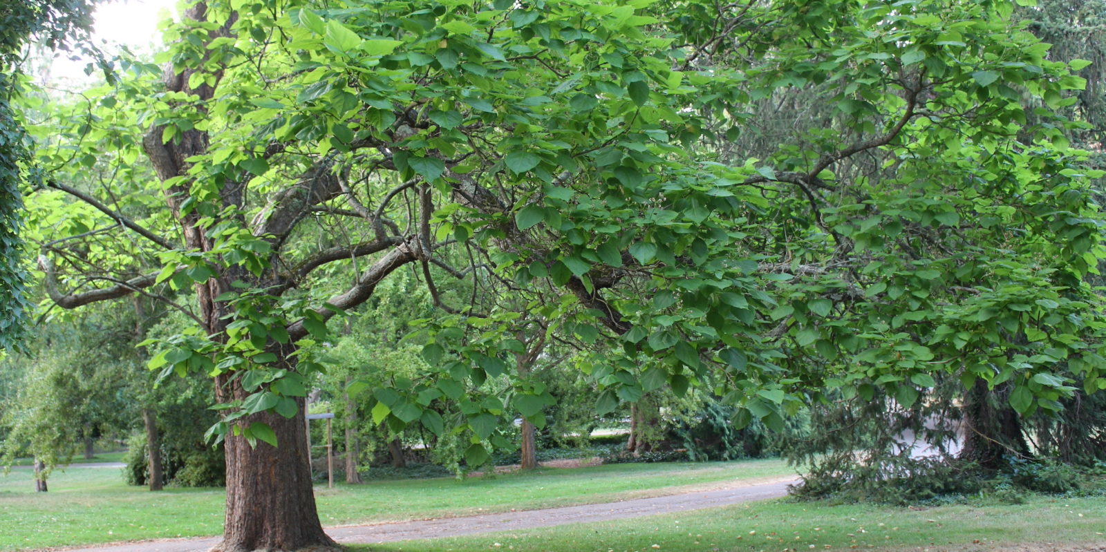 Vichy catalpa parc Napoléon