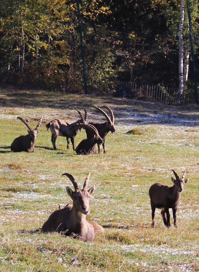 Parc de Merlet. Bouquetins