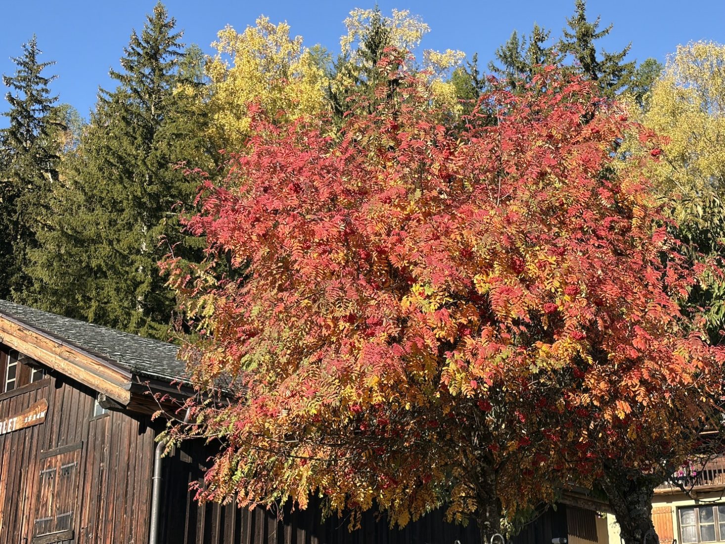 Parc de Merlet arbre rouge