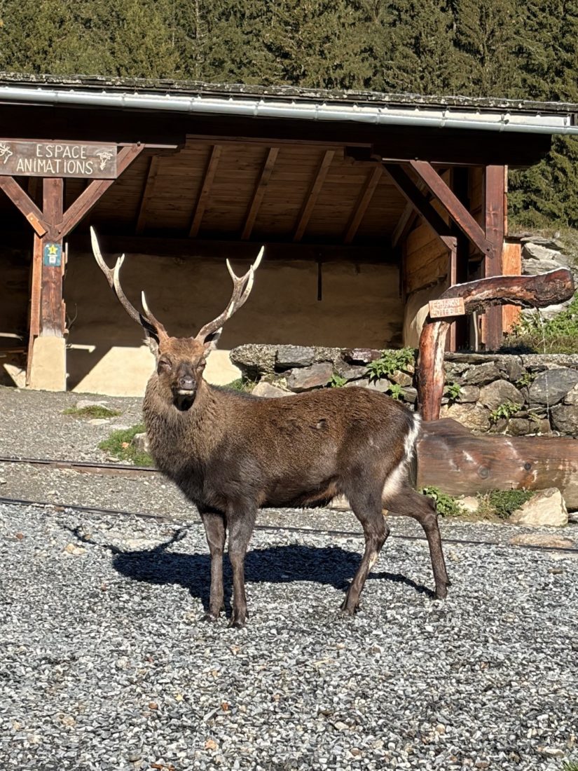 Parc de Merlet - cerfs