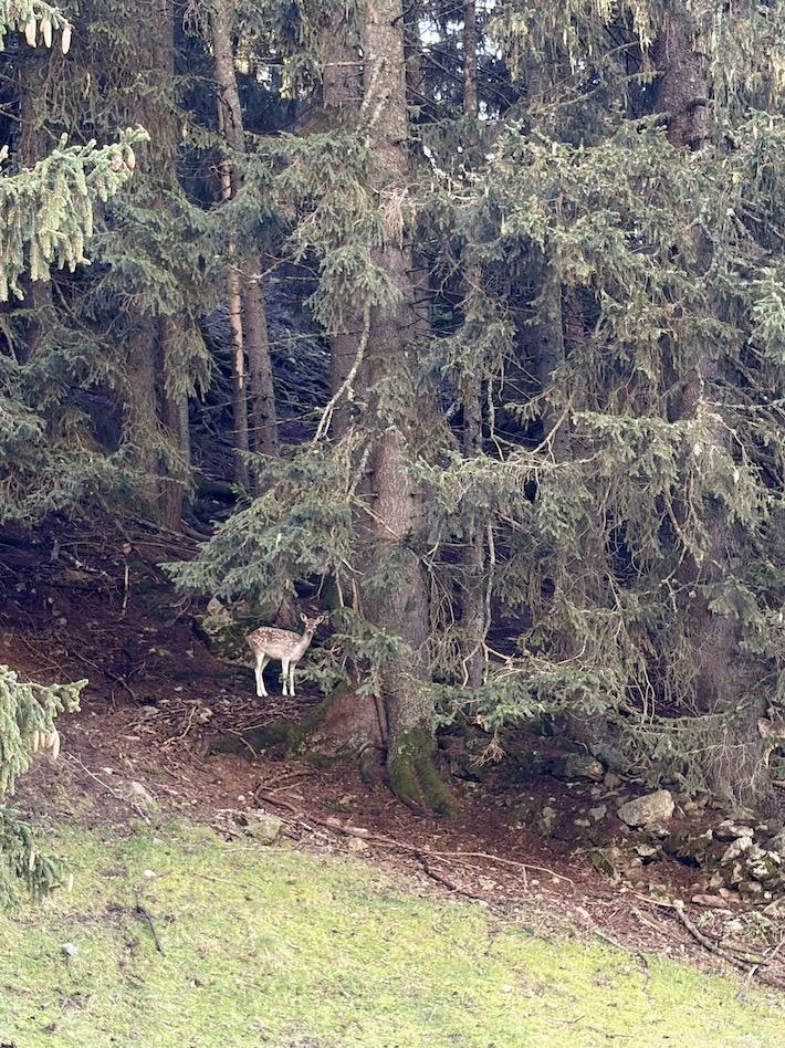 Parc de Merlet une daine