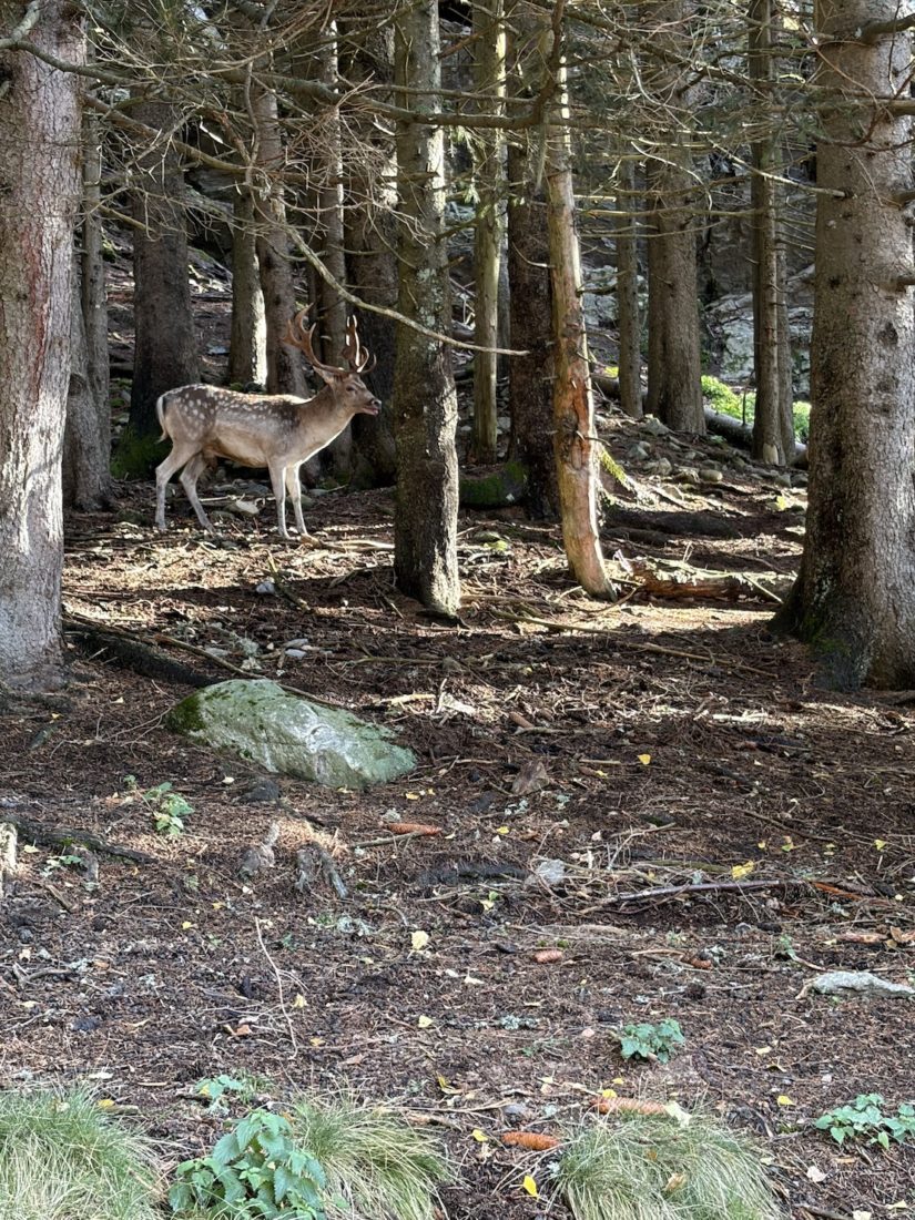 Parc de Merlet daim sous-bois