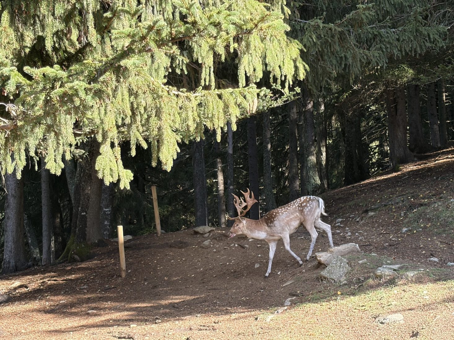 Parc de Merlet un daim majestueux