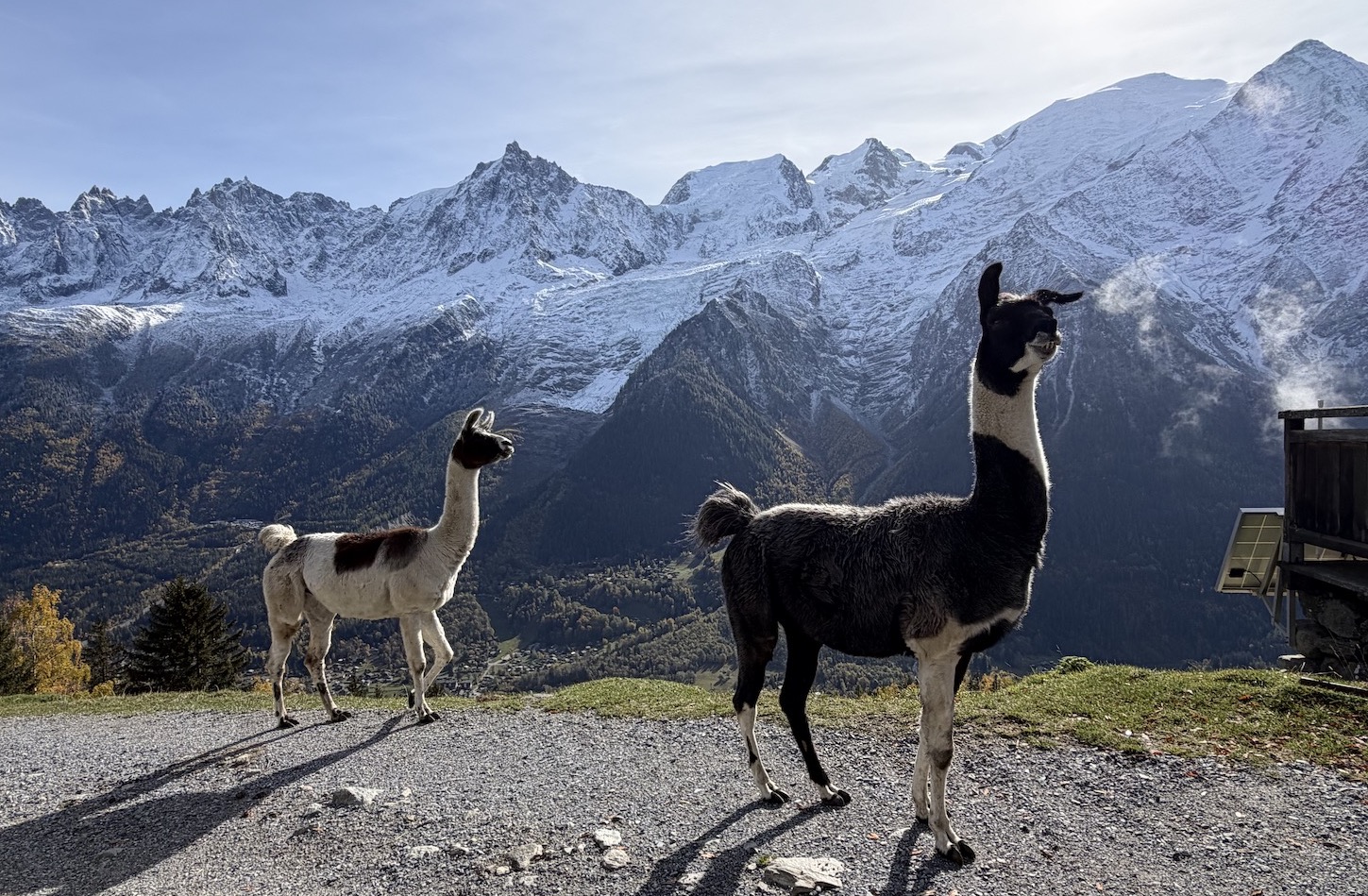 Parc de Merlet 2 lamas