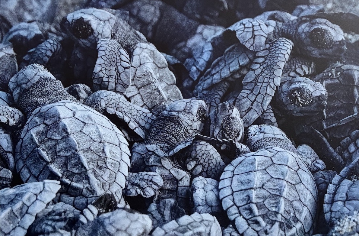 Chamonix Photo Festival 2026 Bébés Tortues "Olive Ridley" © Margaux Pontie