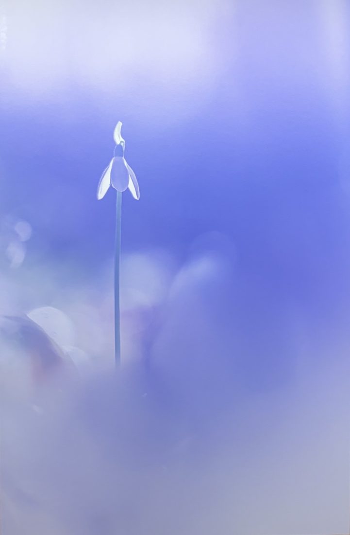Chamonix Photo Festival 2026 photo fleur Lux Tenebris
