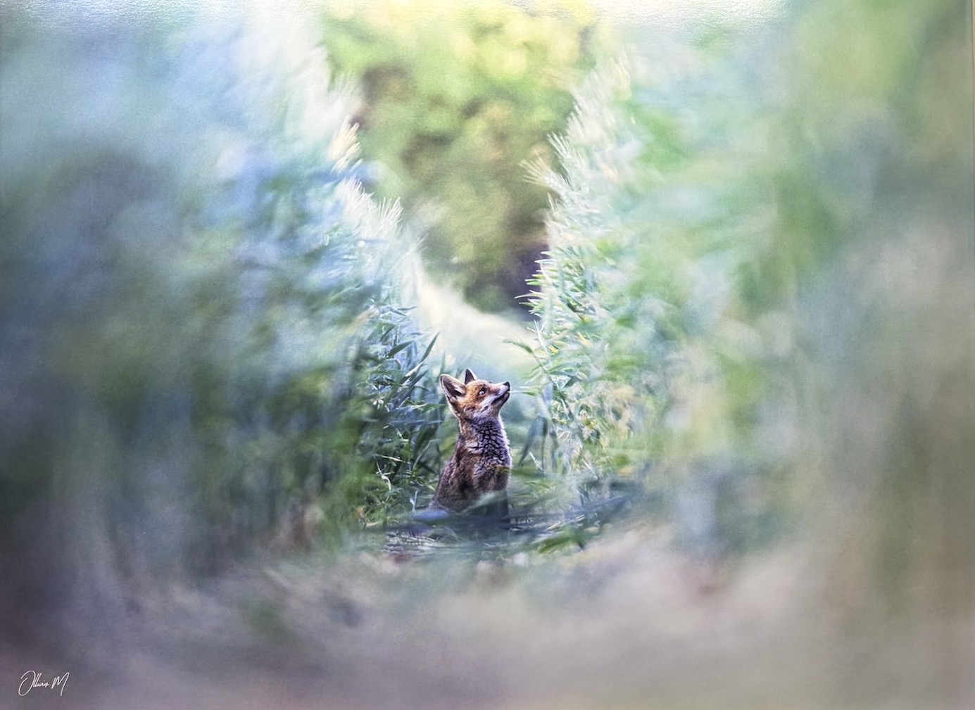 Chamonix Photo Festival 2026 photo © Marc Ollivier